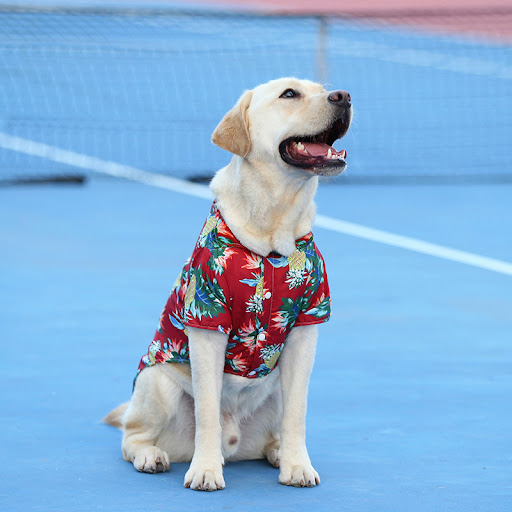 Title 11, Summer Thin Hawaiian Shirt for Large Dogs, Tedd...