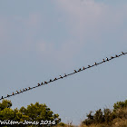 Barn Swallow; Golondrina Común