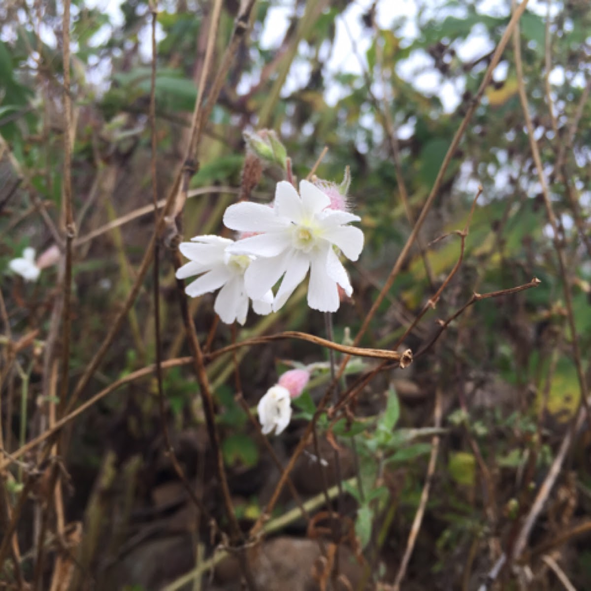 White Campion