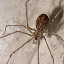 Short-bodied cellar spider