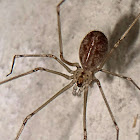 Short-bodied cellar spider