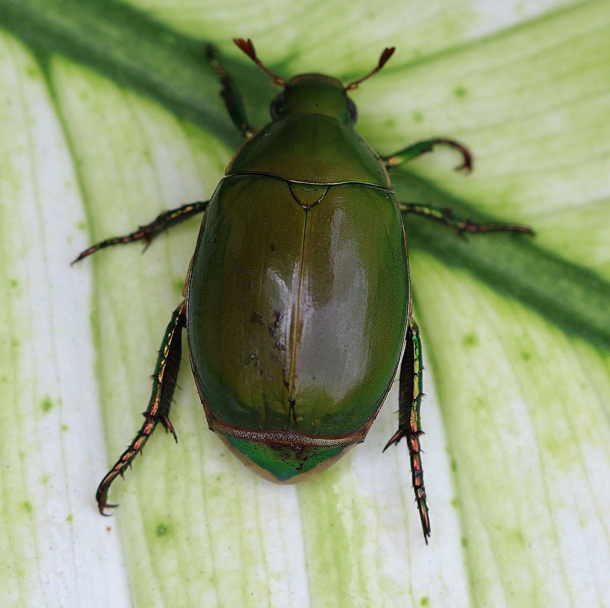 Shining Leaf Chafer