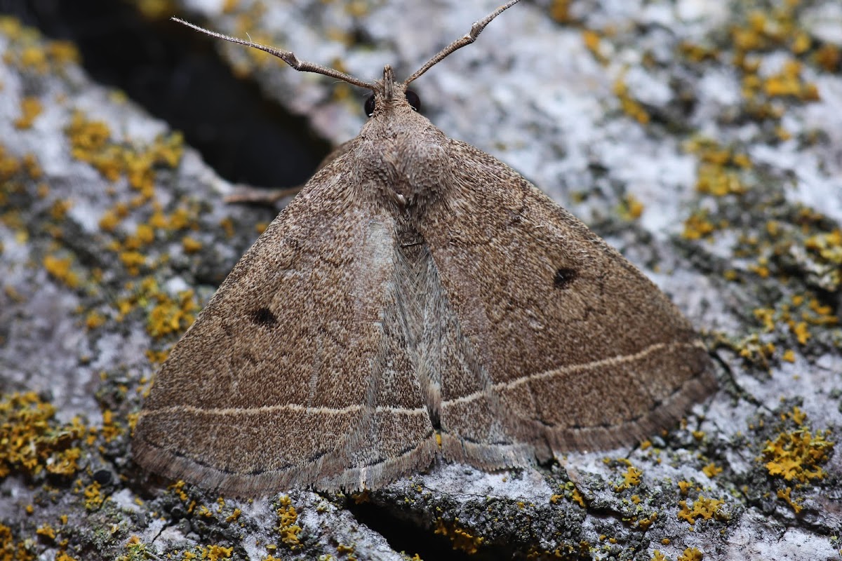 Yellowish Zanclognatha