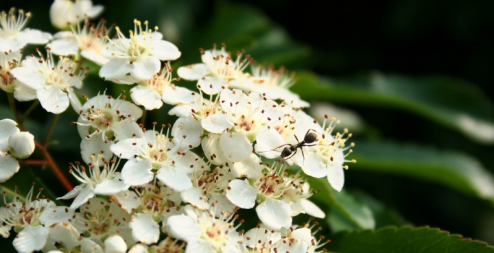 Un piccolo ospite di ManyColouredLain