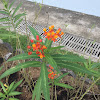 Tropical Milkweed