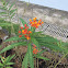 Tropical Milkweed