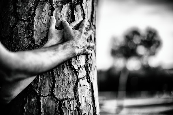 Abbracciando un albero di Tindara