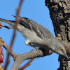 Northern Mockingbird