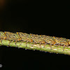 Treehopper nymphs