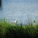 Great egret