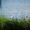 Great egret