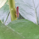 Candy Stripe Leafhopper