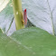 Candy Stripe Leafhopper