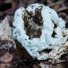 Basket Fungus