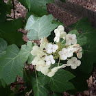 Oakleaf hydrangea flower