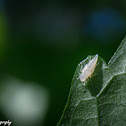 Rhododendron Leafhopper (Larva)