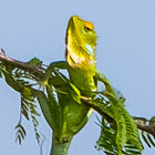 Green Garden Lizard / common green forest lizard