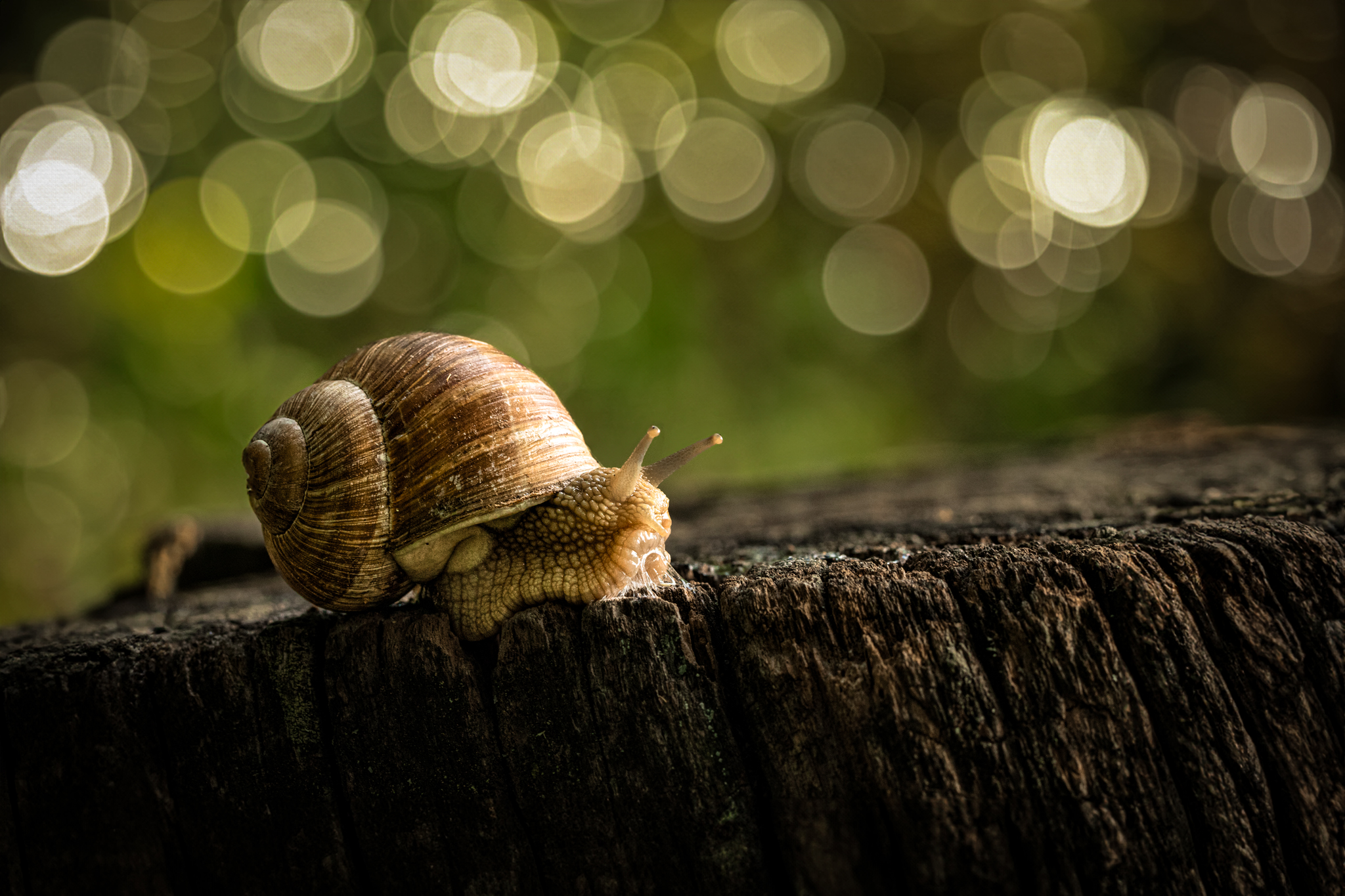 La Lumaca di NickAdami