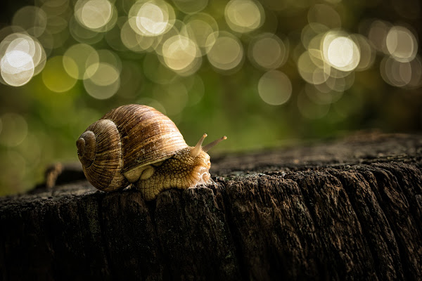 La Lumaca di NickAdami