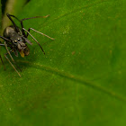 Ant-mimic jumping spider