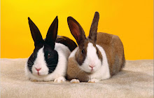 Bunny & Rabbit Wallpaper New Tab small promo image