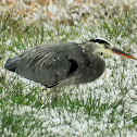 Great blue heron