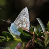 Adonis Blue