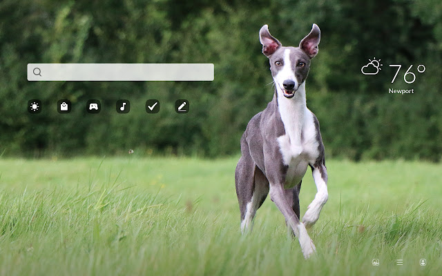 My Cute Whippet - Puppy & Dog Wallpapers