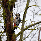 Great Spotted Woodpecker