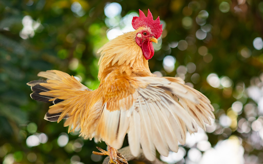 The majestic rooster screenshot 1