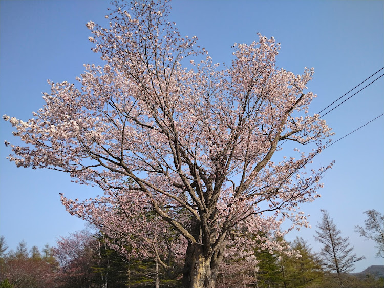 の投稿画像2枚目