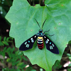 Tiger Moth or Wasp Moth