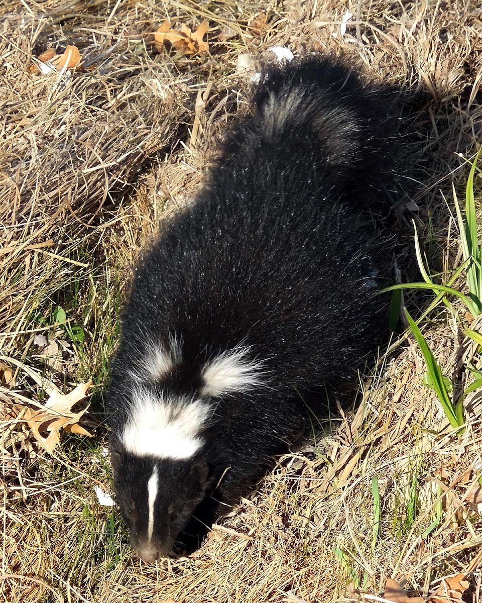 Striped Skunk