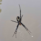 Yellow Garden Spider