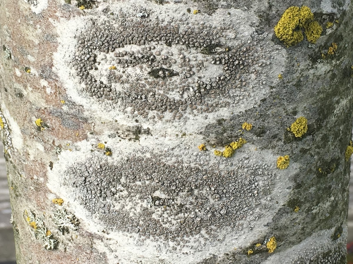 Rim Lichen