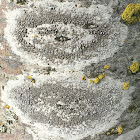 Rim Lichen