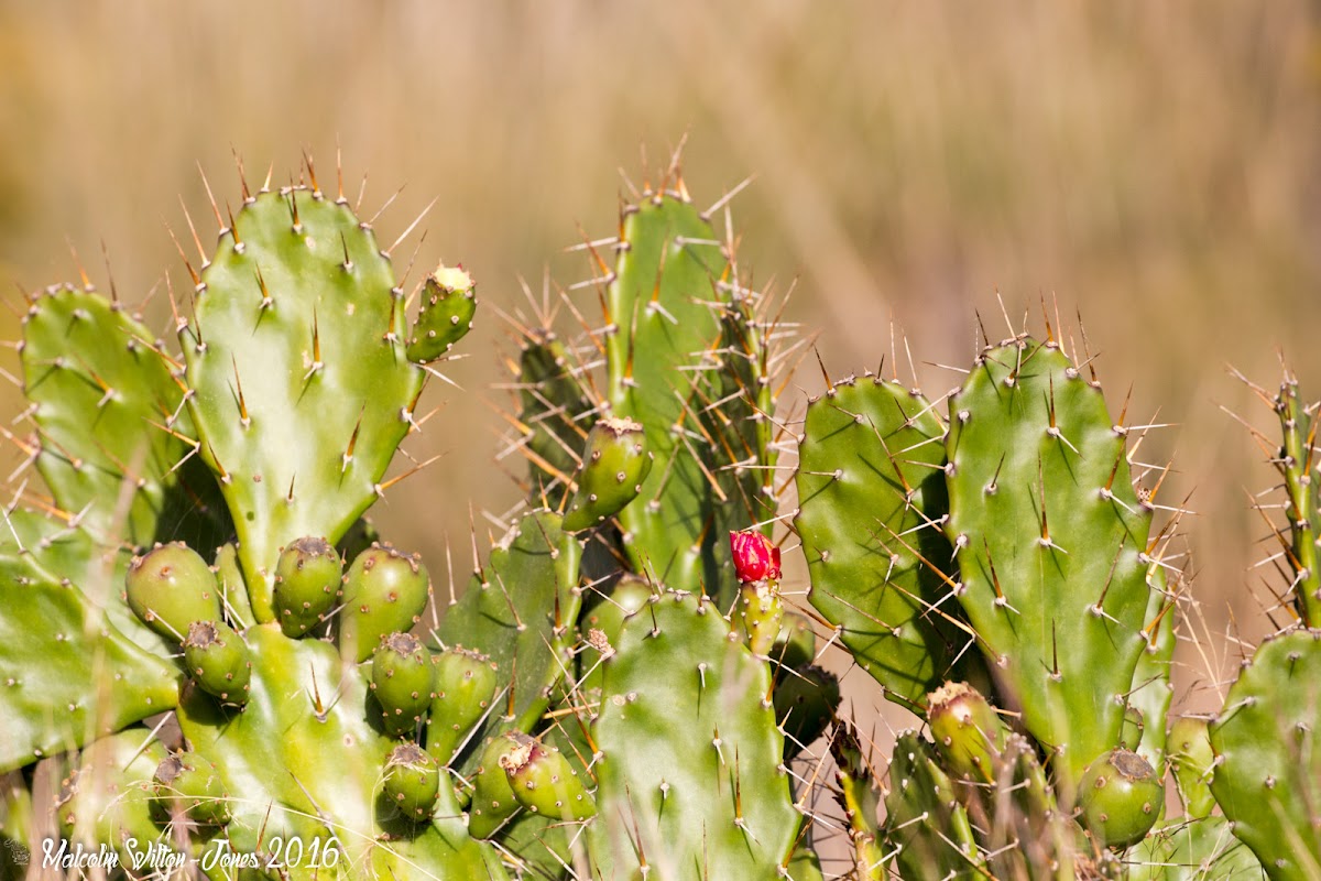 Prickly Pear