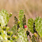 Prickly Pear