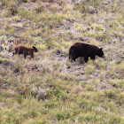 American Black Bear