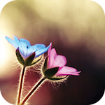 Cover Image of ดาวน์โหลด دليل العروسين 1.0 APK