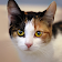 Parler Calico Cat icon