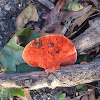 Northern cinnabar polypore