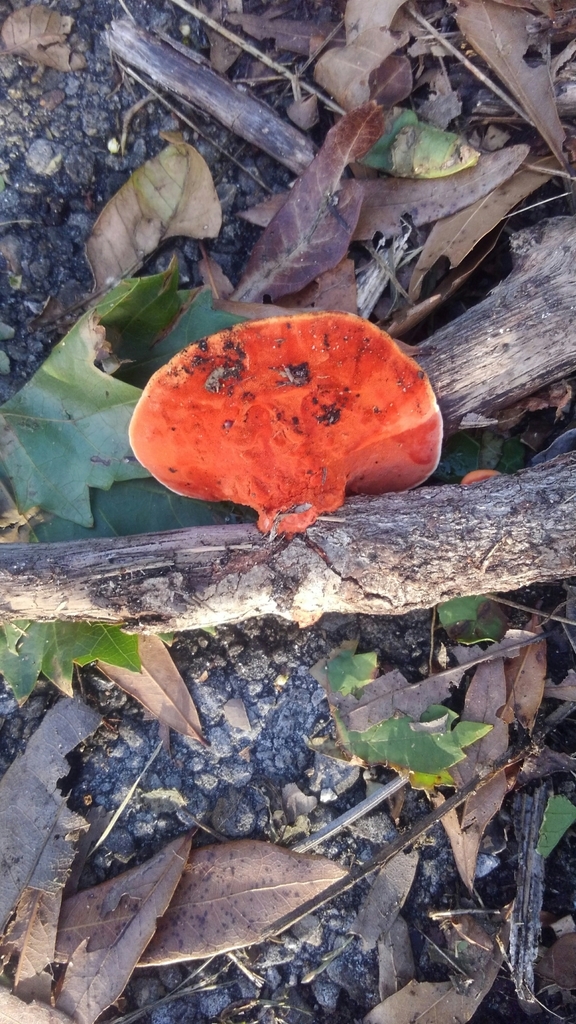 Northern cinnabar polypore