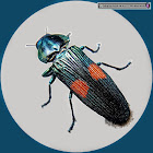 Oriental Jewel Beetle