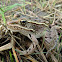 Northern Leopard Frog