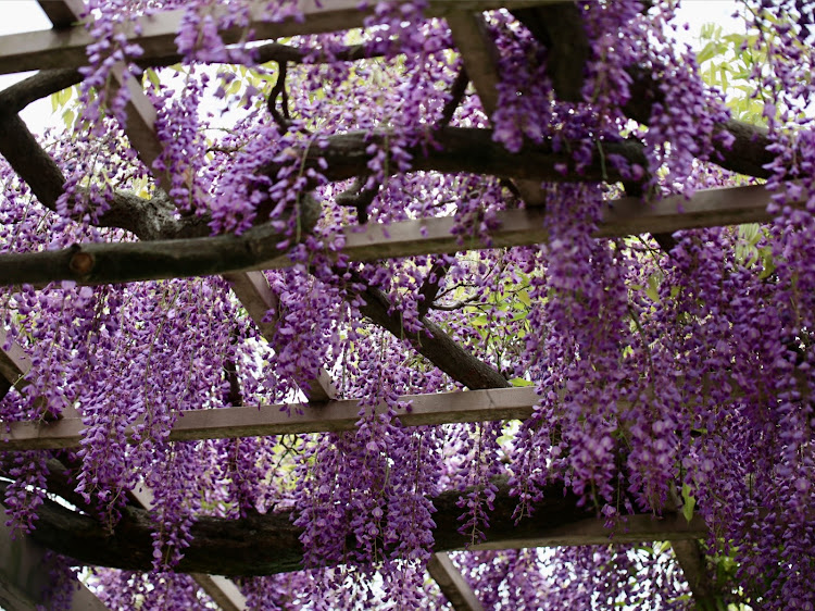 ステップワゴンの朝練！！・今日も楽しくカメ活(^^)・早朝撮影・藤の花・一応リフレクションに関するカスタム事例の投稿画像5枚目
