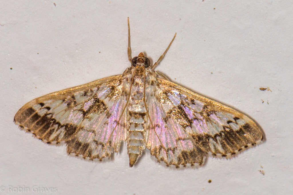 Crambid Moth