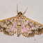 Crambid Moth