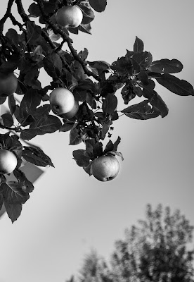 Saluto all'estate di POLNGU