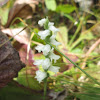 Nodding Ladies’ Tresses